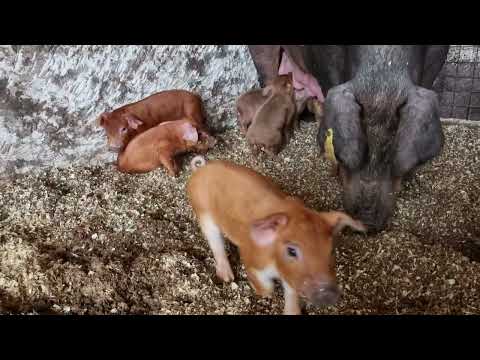 Видео: #дюрок #свиноматка #pig #поросёнок #животные #свинарник #farming #содержаниесвиней #хряк 