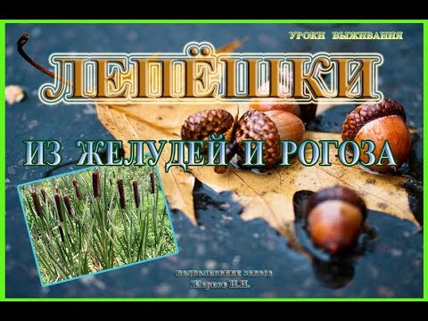 Видео: Лепёшки из желудей и корней рогоза