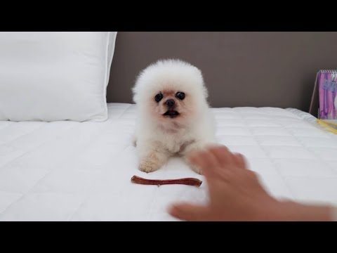 Видео: Любящие сестрички-щенки рычат и дерутся!