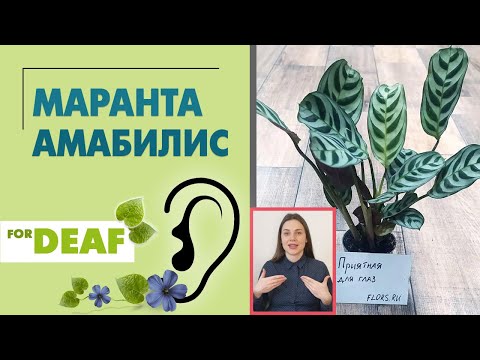 Видео: Маранта Амабилис { СУРДОПЕРЕВОД } миниатюрная маранта  | Тенелюбивое растение