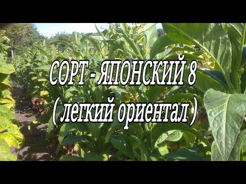 Видео: ЯПОНСКИЙ 8 ( легкий ориентал)