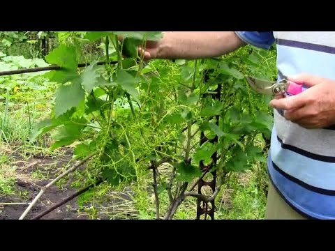Видео: @Уход за виноградом после цветения