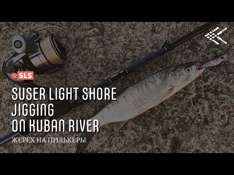 Видео: Жерех на пилькеры. Попал на раздачу! Река Кубань. Адыгея. Super Light Shore Jigging🎣