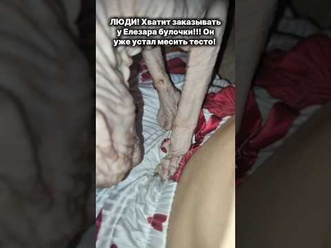 Видео: #cat #веселыекоты #cat #веселыекоты #sphynx #видосыоткота #funny #прикольныекоты #котофейка #юмор