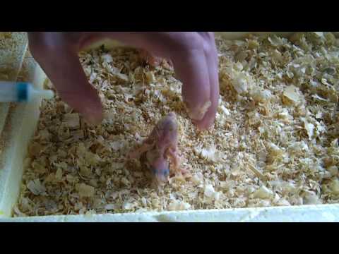 Видео: Птенцы попугаев (кореллы). Выкармливание с 1 по 13 сутки.