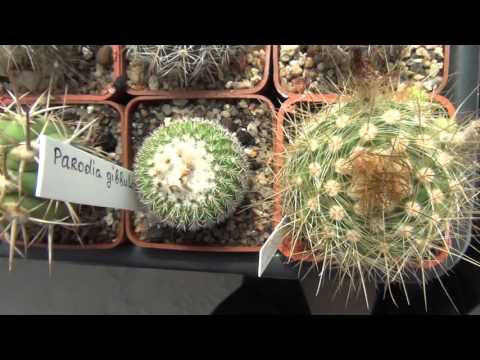 Видео: Кактусы. Наша теплица 08 05 16.  Часть 2