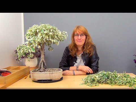 Видео: Плетение косичкой фикуса Бенджамина (ч.12).