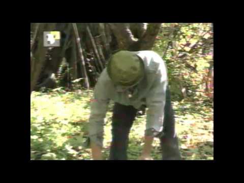 Видео: Наш сад.  Не спешите удалять старые деревья