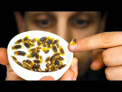 Видео: Равноногие резиновые уточки продолжали размножаться, поэтому я сделал это