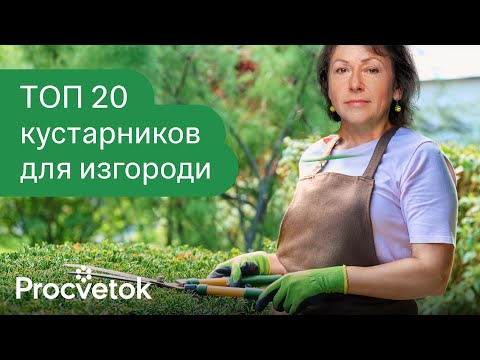 Видео: РОСКОШНАЯ ЖИВАЯ ИЗГОРОДЬ ЗА КОПЕЙКИ! Цветущие, быстрорастущие, неприхотливые и съедобные кустарники