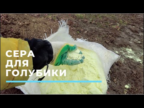 Видео: Сера для голубики