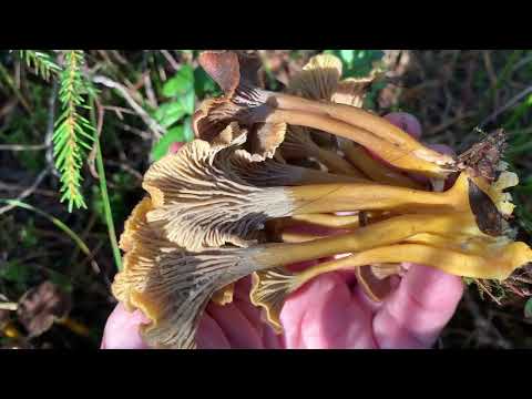 Видео: Лисички трубчатые или поход в лес за грибами под г.Выборгом Ленинградской области