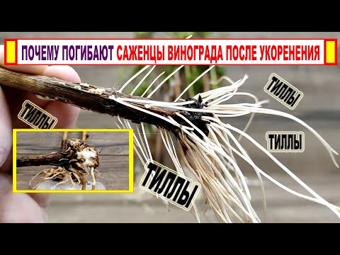 Видео: 🍇 От ЭТИХ ТИЛЛОВ и ХРУПКИХ КОРНЕЙ погибают саженцы винограда. Что ЭТО ТАКОЕ и как ЭТОГО избежать?