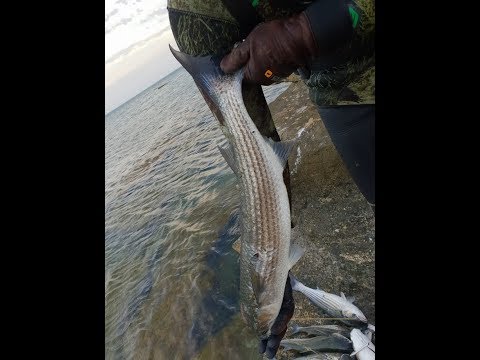 Видео: 95км. 18.08.2018г. Подводная охота. Кефаль, судак. Каспийское море Актау.