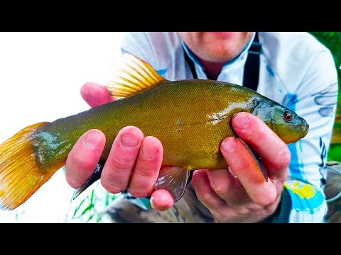Видео: Попал на Линя с Боковым Кивком! Рыбалка на Мормышку Летом с Берега. Летняя Мормышка