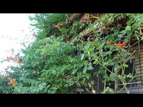 Видео: 003 Боевой отчет за август. Купил домик в городке.