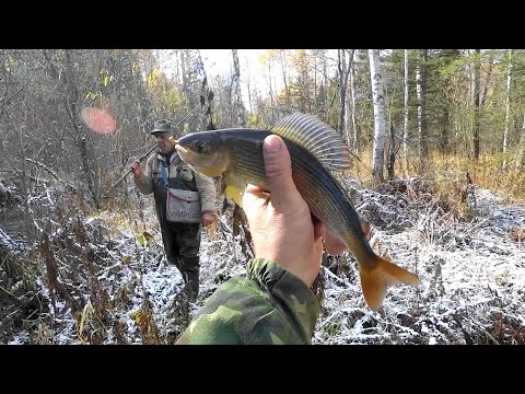 Видео: Рыбалка на ХАРИУСА в ТАЕЖКЕ,Октябрь 2020г/Наткнулись и наловили с Герычем ХАРИУСА!