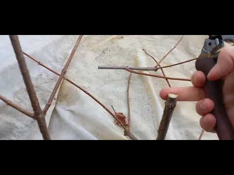 Видео: Обрезка гортензии Fraise Melba /Фрайз Мельба