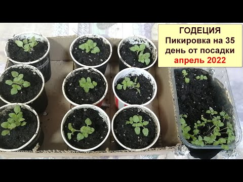 Видео: Годеция. Пикировка рассады из семян, выращенной на балконе, на 35 день от посадки. Букеткая посадка