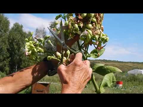 Видео: Сбор семян табака