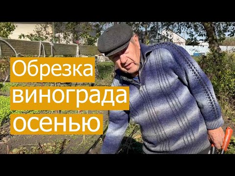 Видео: Обрезка винограда осенью  Готовлюсь к зимовке