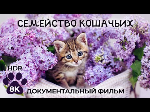 Видео: Семейство кошачьих - История и жизнь наших любимых домашних питомцев - Документальный фильм 4K HDR