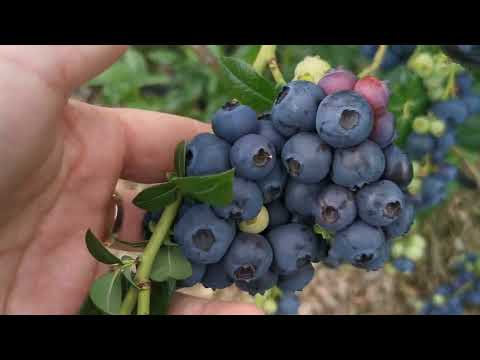 Видео: СОРТ ГОЛУБИКИ ЧИППЕВА. Ранняя, урожайная, скороспелая, морозостойкая, сладкая.