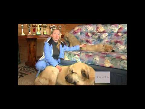 Видео: Передача про испанских мастифов.www.isp-mastif.ru