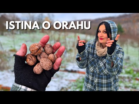 Видео: Использование ЛИСТА ГРЕЦКОГО ОРЕХА в саду: мифы и правда об грецком орехе