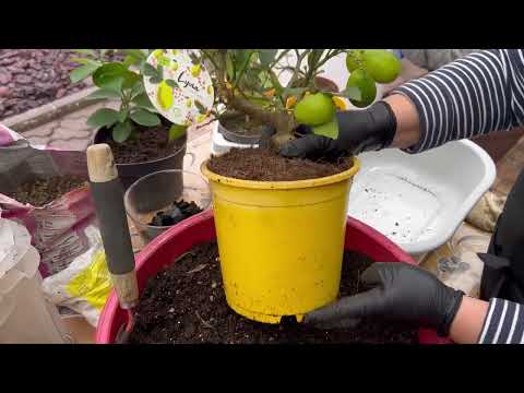 Видео: Пересадка та поради по догляду