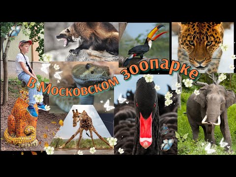Видео: Московский зоопарк 2025. Прошлись по основным тропам