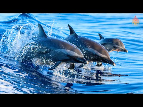 Видео: Музыка Ангелов + Океанов | Музыка, Исцеляющая Все Боли И Недуги Тела, Души И Духа