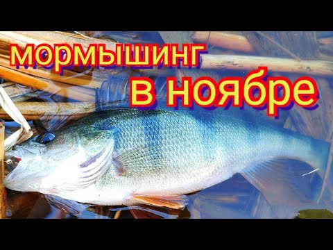 Видео: мормышинг.ноябрь.gammarus 0.1-0.6.последний теплый денёк.