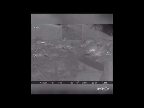 Видео: 366ткм по крысе