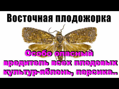 Видео: Почему увядают вершинки побегов персика