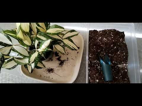 Видео: Пересадка двух новинок. 