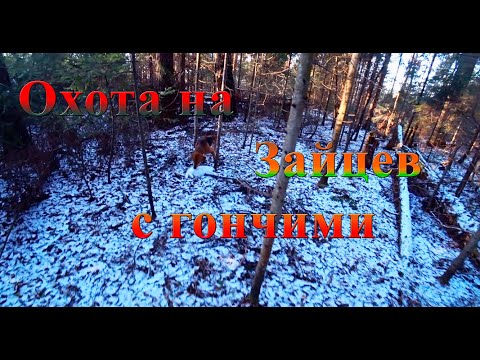 Видео: Отличная охота на зайцев 2022-2023, собачки работали целый день, безумно шикарная погода.