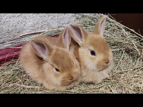 Видео: Кролики, Бургундской породы. Возраст 1 месяц.