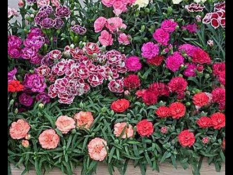 Видео: Кустик гвоздики с оби .Гвоздика санфлор блинг, может ли зимовать🤔можно ли высаживать в сад?