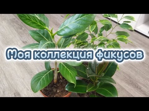 Видео: Моя коллекция фикусов🌱Весеннее пробуждение цветов 🌱Фикусы