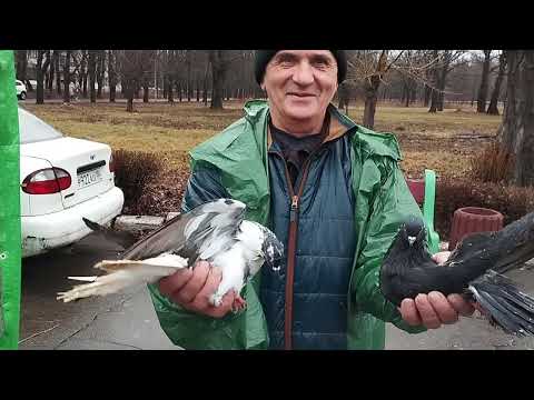 Видео: Ярмарка голубей г.Красный луч.23.12.23г