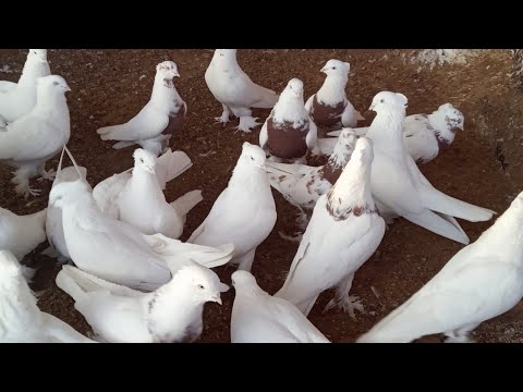 Видео: 7 марта 2020 г. новое приобретение, андижанские голуби, узбекские голуби