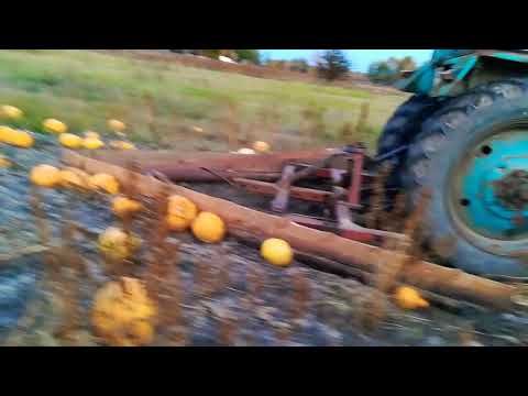 Видео: ЮМЗ 6 валкуємо гарбузи