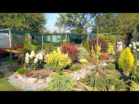 Видео: Наш Сад декоративних рослин 🌲🌿🌺 (Знайомство з каналом)
