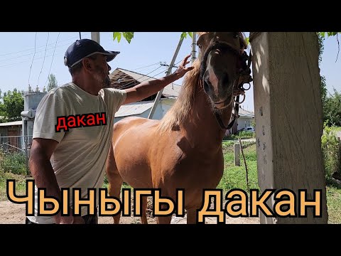 Видео: чыныгы ДАКАН ушул болот