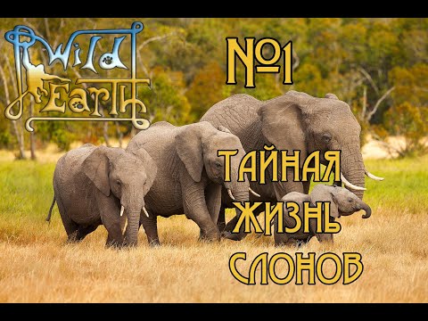 Видео: Wild Earth - Фото-сафари - Тайная  жизнь слонов #1 🐒
