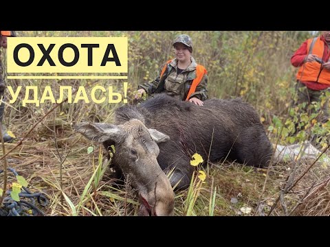 Видео: ОХОТА НА ЛОСЯ ГЛАЗАМИ ЗАГОНЩИКА