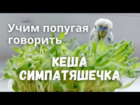 Видео: Учим попугая говорить Кеша симпатяшечка