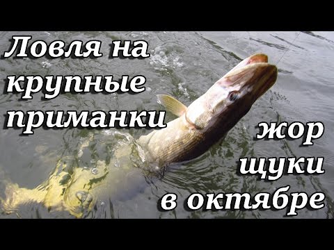 Видео: Жор щуки в октябре. Ловля на крупные приманки