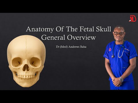 Видео: Упрощенный череп плода